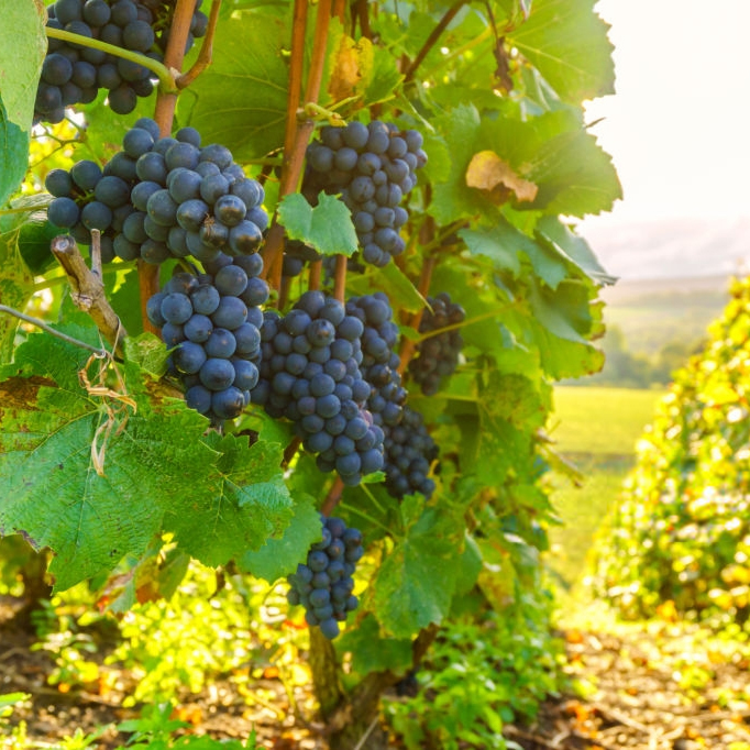 Champagne-Pages-Home-Vung Nho