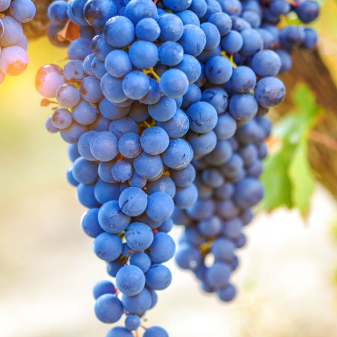 Champagne-Pages-Home-Vung Nho