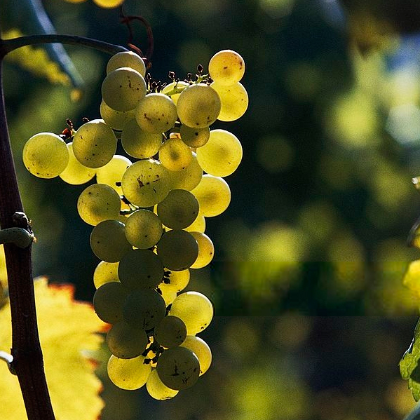 Champagne-Pages-Home-Vung Nho