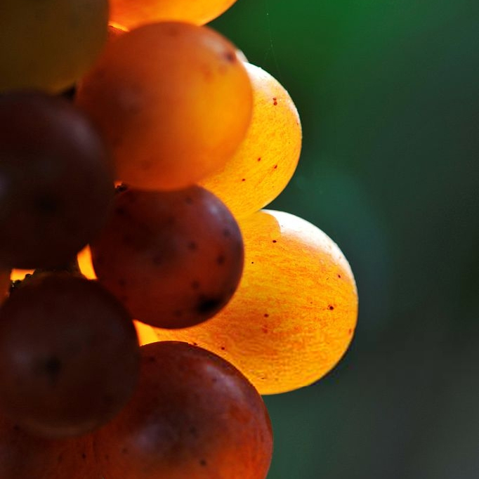 Champagne-Pages-Home-Vung Nho