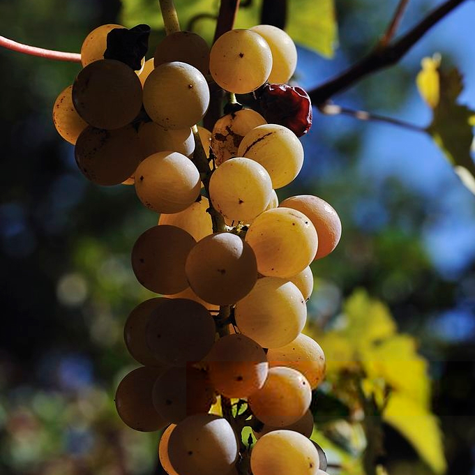 Champagne-Pages-Home-Vung Nho