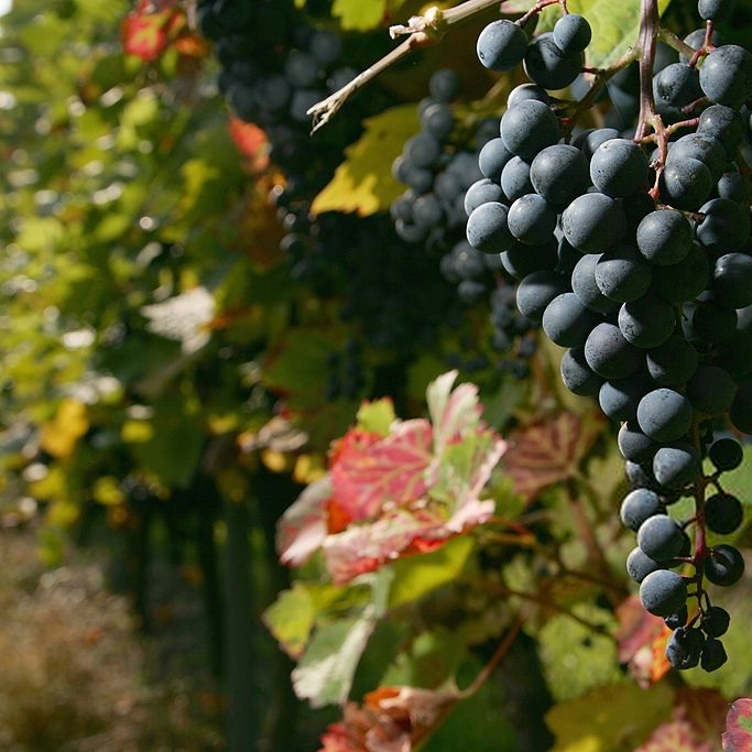 Champagne-Pages-Home-Vung Nho