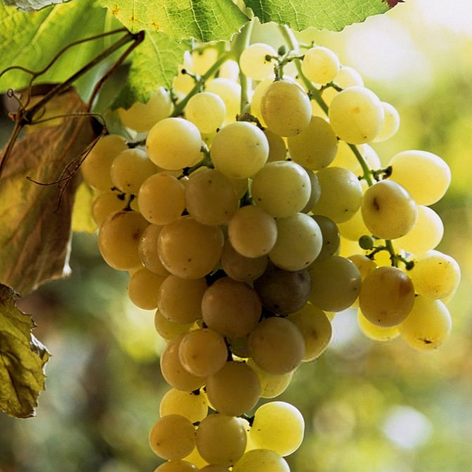 Champagne-Pages-Home-Vung Nho