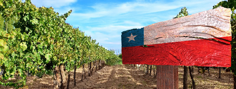 Champagne-Pages-Home-Xuat xu vang - Large